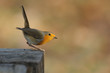 rouge gorge rouge gorge