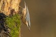 La Sittelle torchepot (Sitta europaea) La Sittelle torchepot (Sitta europaea)