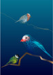 vector birds