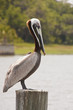 Pelican Perched on Post in Wetlands Pelican Perched on Post in Wetlands