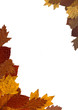 Autumn leaves frame