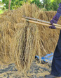 The traditional way of threshing grain in Thailand.