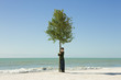 Boy hugging tree growing on beach