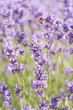 Bee and Lavender