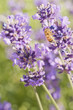 Bee and Lavender