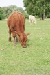 Grazing cow in a field