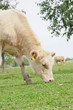 Grazing cow in a field