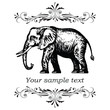 Elephant.