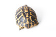 tortue de terre