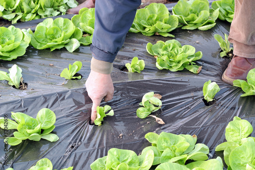 Photo: Organic Lettuce Growing in Greenhouse Organic Lettuce Growing in Greenhouse