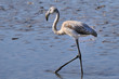juvenile greater flamingo hunting in shallow water