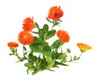 Plant de souci