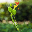 FLOR
