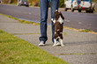 Puppy Seeking Attention From Young Woman