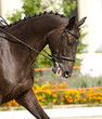 dressage horse dressage horse