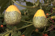 Photo: Squash plants growing in summer time Squash plants growing in summer time