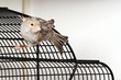 Kanarienvogel