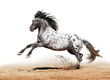 Appaloosa horse play in summer
