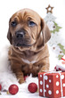 Photo: Young cute doggy and Christmas decoration Young cute doggy and Christmas decoration