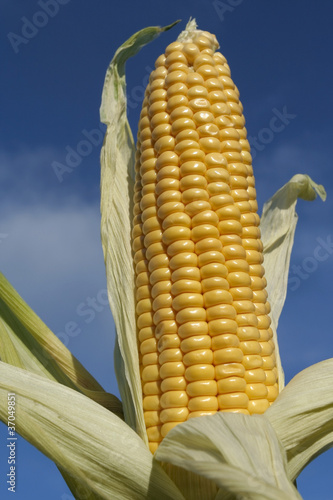 Photo: Ripe corn cob frshly picked up closeup Ripe corn cob frshly picked up closeup