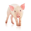 Pig on white