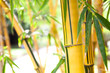 bamboo forest