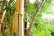 bamboo forest