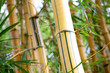 bamboo forest