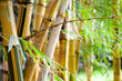 bamboo forest
