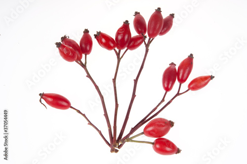 Photo: Sweetbriar Rose (Rosa rubiginosa) Hips Sweetbriar Rose (Rosa rubiginosa) Hips