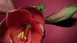 Rote Amaryllis vor rotem Hintergrund im Zeitraffer