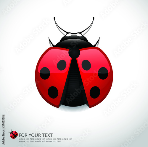 Vector: Realistic Lady Bug Realistic Lady Bug