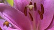 Blütenstempel einer Lilie im Zeitraffer