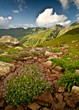 flowers in the valley on a background of mountains