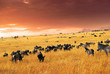 African wildlife