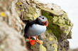 Puffin
