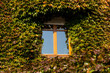 Background Wall of Leaves