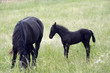 mare with black colt