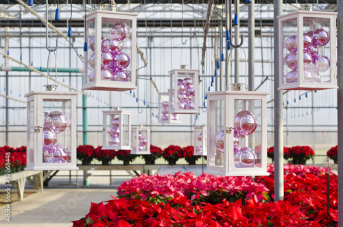 Photo: Poinsettias and Christmas Decorations Poinsettias and Christmas Decorations