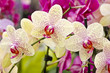 Yellow Orchids Yellow Orchids
