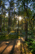 Forêt de Fontainebleau