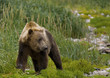 Küstenbraunbär wildlife Katmai/Alaska