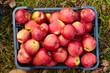 Red apples in a crate Red apples in a crate