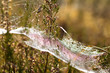 Cobweb with Waterdrops