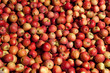 Apples Apples