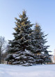 fir tree covered with snow
