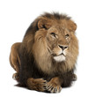 Lion, Panthera Leo, 8 Years Ol...