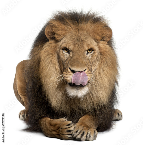 Photo: Lion licking lips, Panthera leo, 8 years old Lion licking lips, Panthera leo, 8 years old