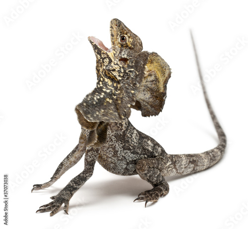 Photo: Frill-necked lizard, Chlamydosaurus kingii Frill-necked lizard, Chlamydosaurus kingii