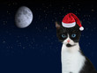 Christmas kitten with Santa's cap